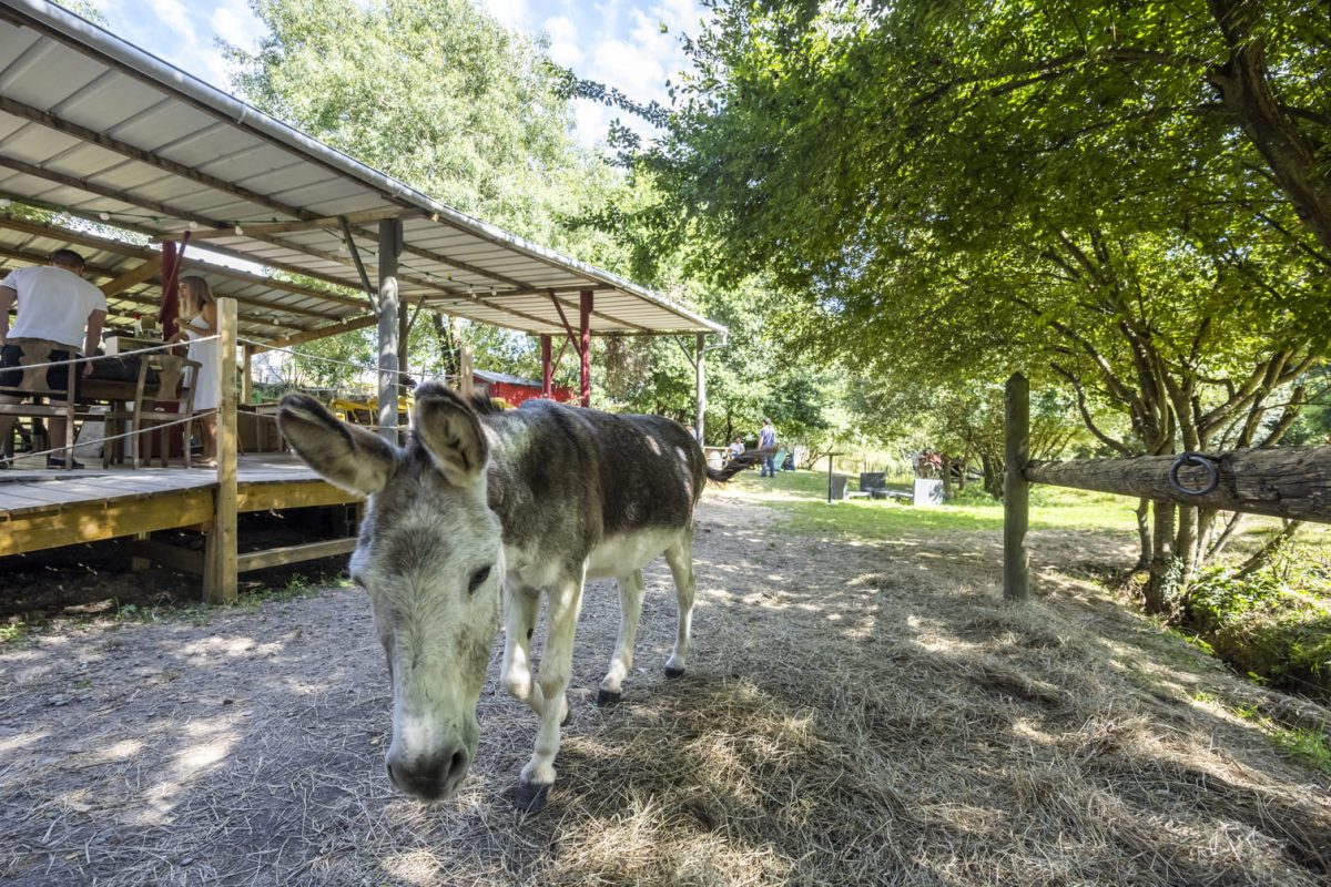 Balade Câlins Ca-ânes à la Chapelle Hermier