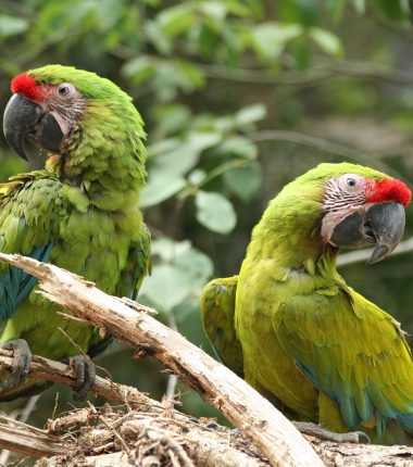 Tarifs préférentiels parcs de loisirs, jardins et sites animaliers