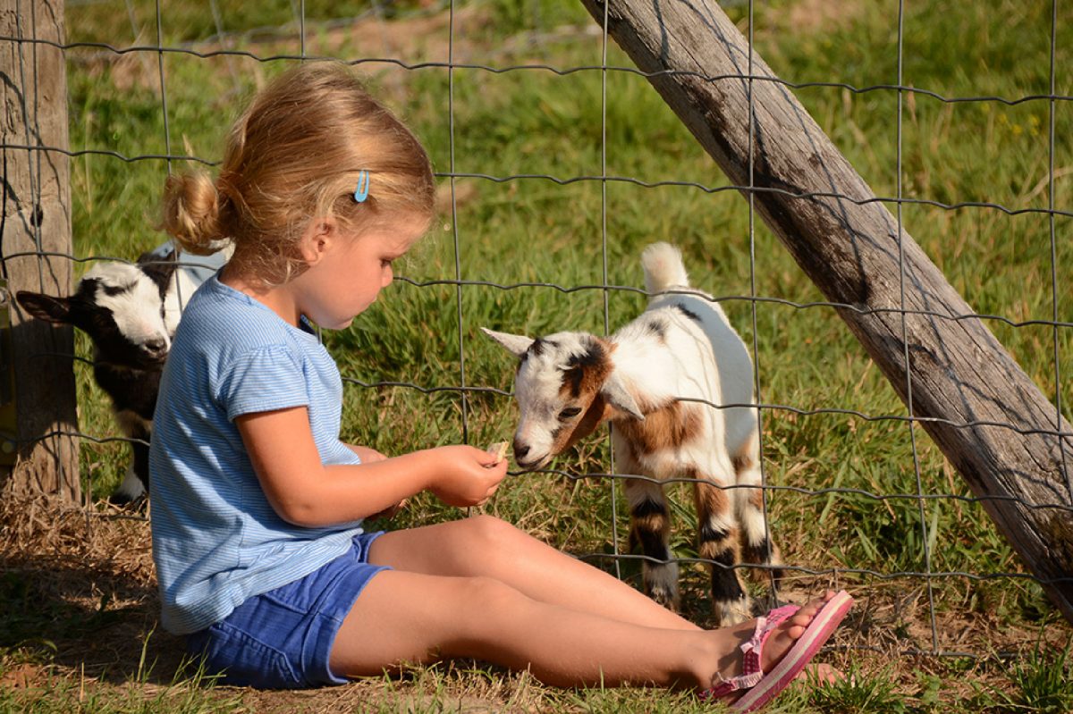 Ferme pédagogique au camping