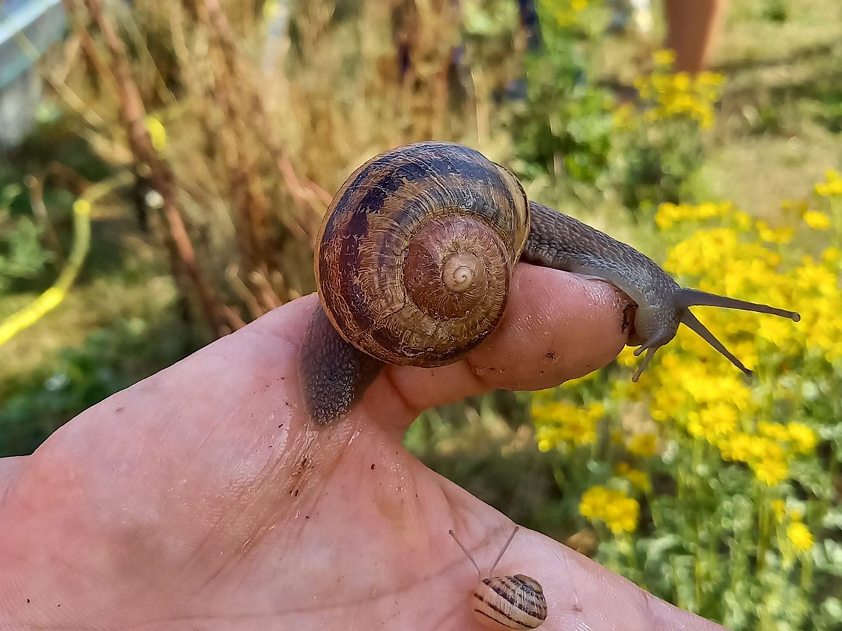Hélix Gourmet Escargots à Beaulieu sous la Roche