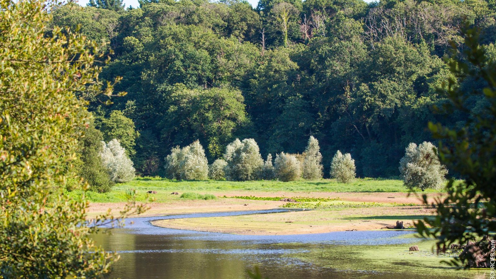 La faune et la flore au Lac du Jaunay