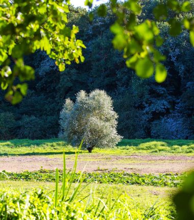Secrets de territoire