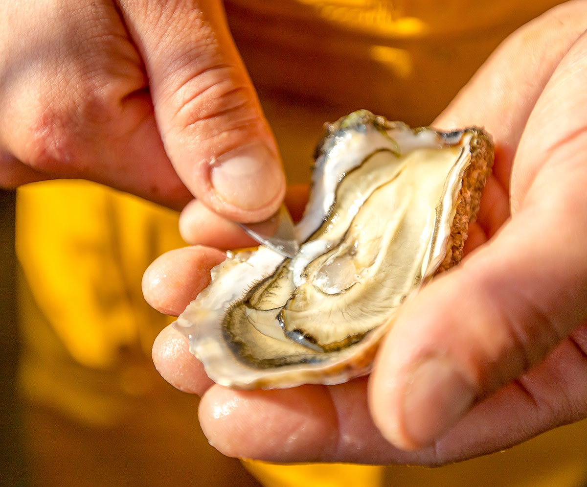 Huitres viviers Vendée