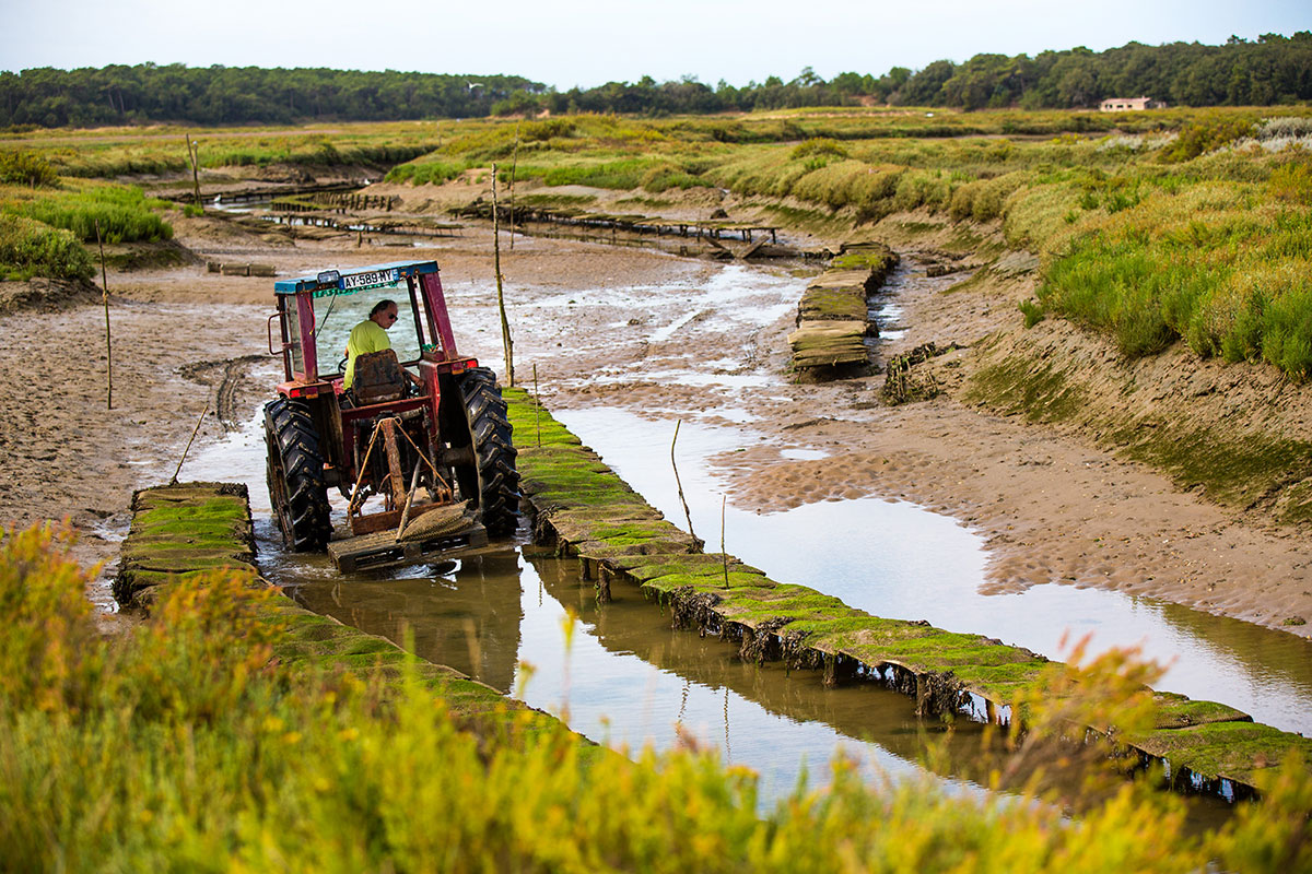 Viviers de la Guittière Talmont