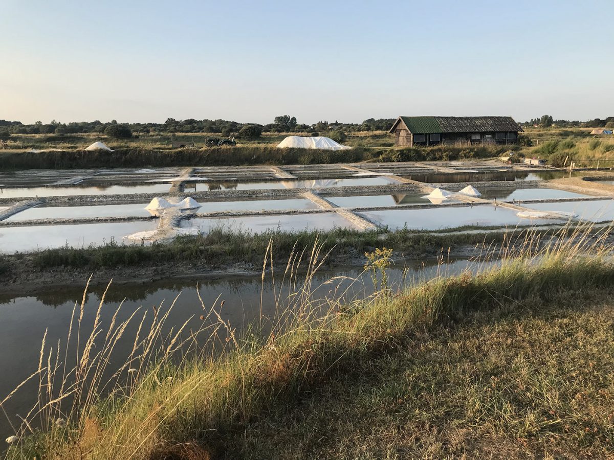 Marais salants de l'Ile d'Olonne