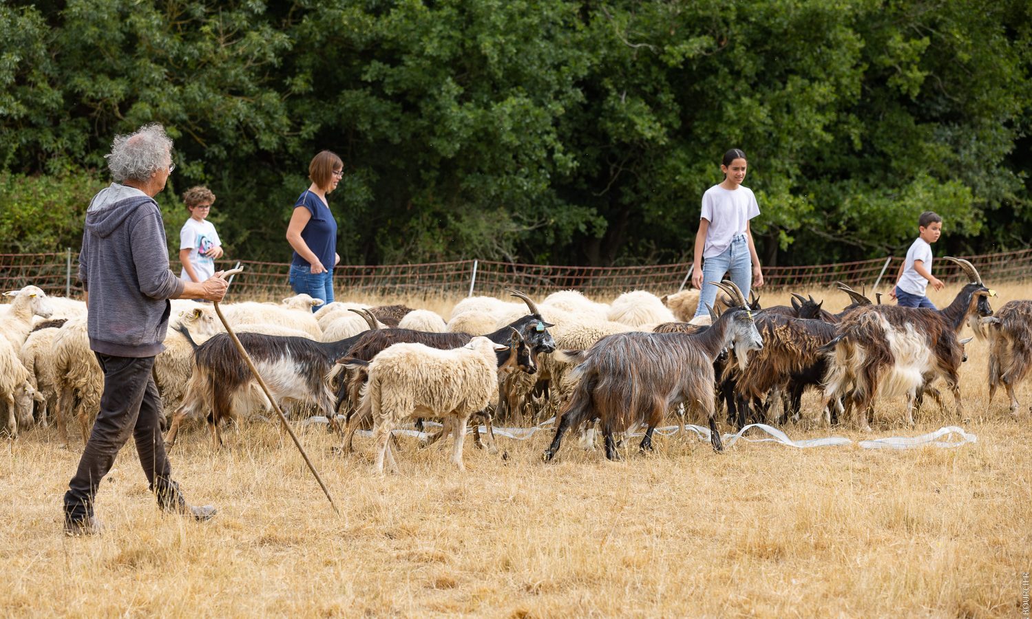 Visites chez les producteurs Ferme de la Chancelière dressage canin