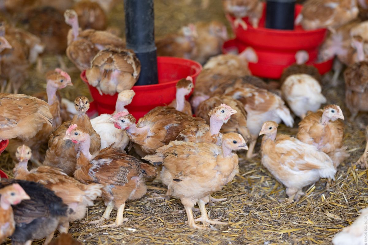 Visites chez les producteurs Ferme du Petit Grain