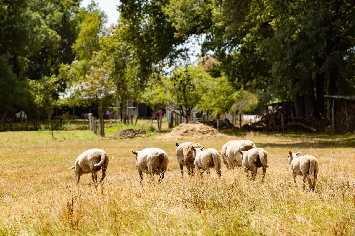Visites chez les producteurs Ferme du Petit Grain