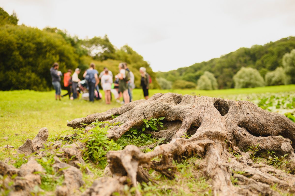 Sorties nature Les Jaunay'Scapades observation insectes