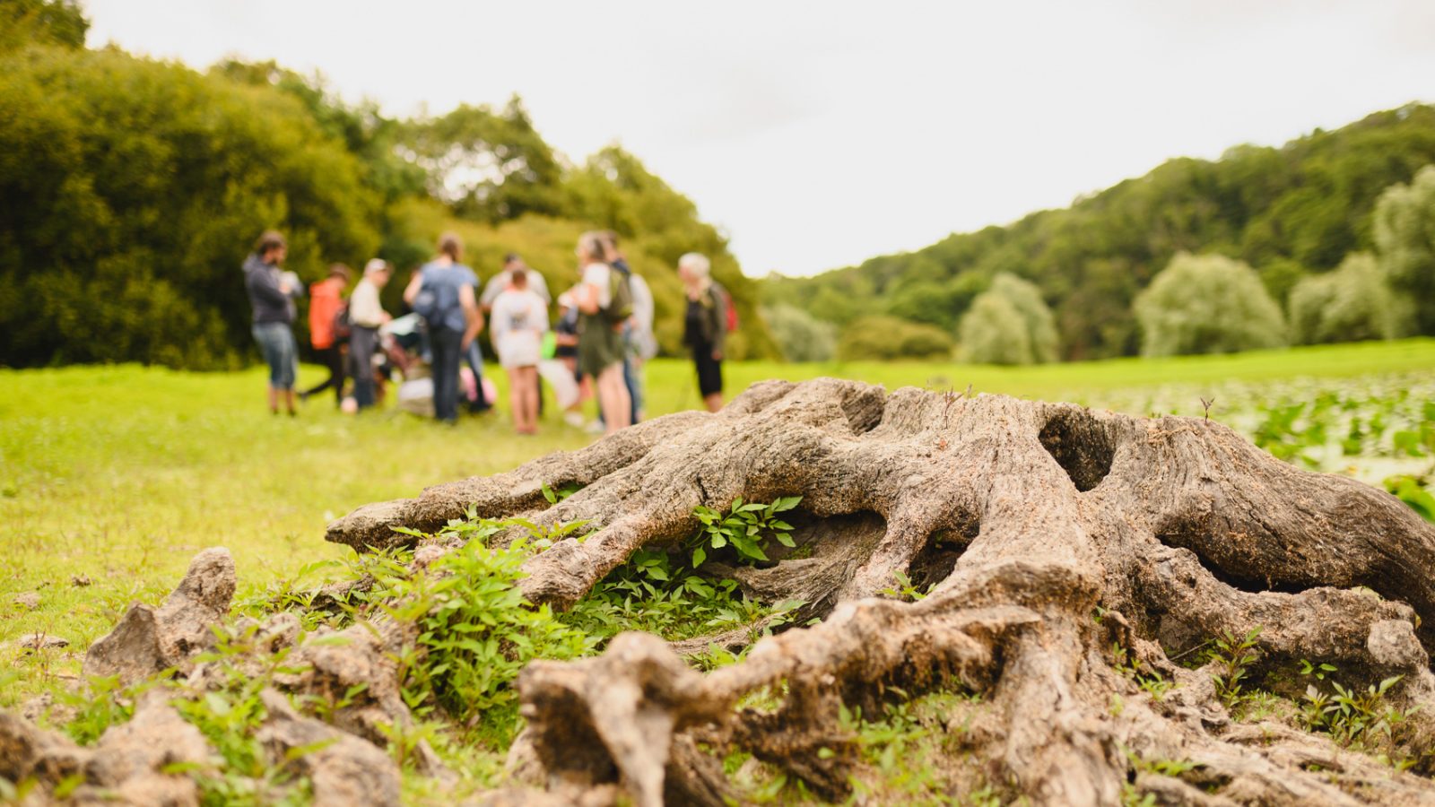 Sorties nature Les Jaunay'Scapades observation insectes