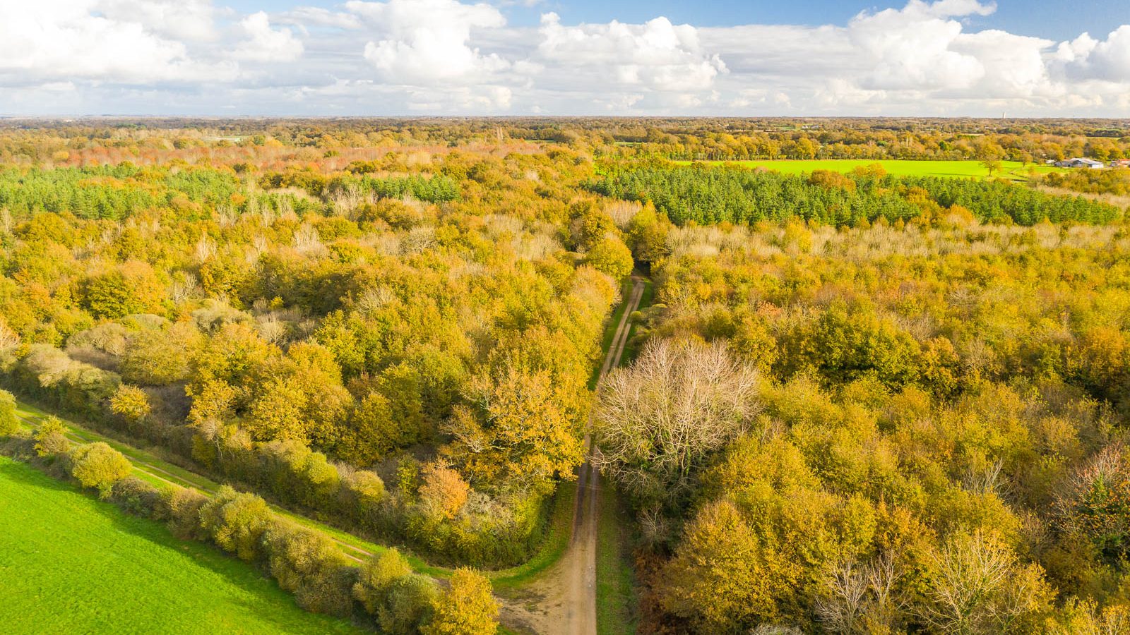 Forêt de Sainte-Flaive-des-Loups