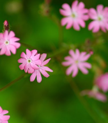 Animations autour du Jaunay