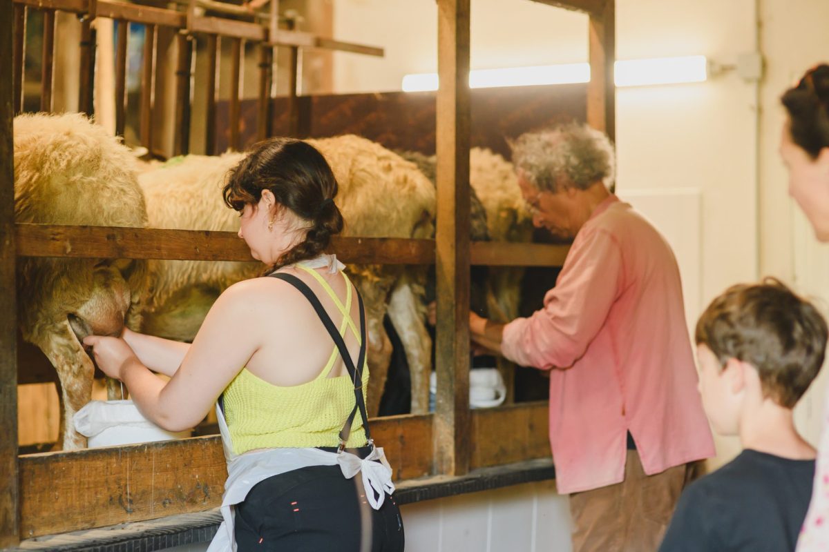 Ferme de la Chancelière éleveur passionné traite brebis Le Girouard