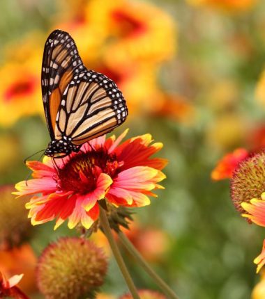 Vacances de printemps en Vendée