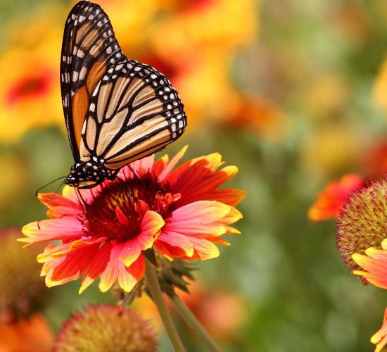 Vacances de printemps en Vendée