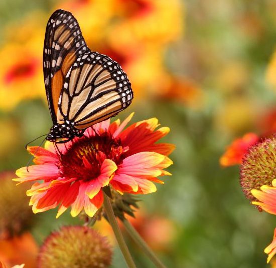 Vacances de printemps en Vendée