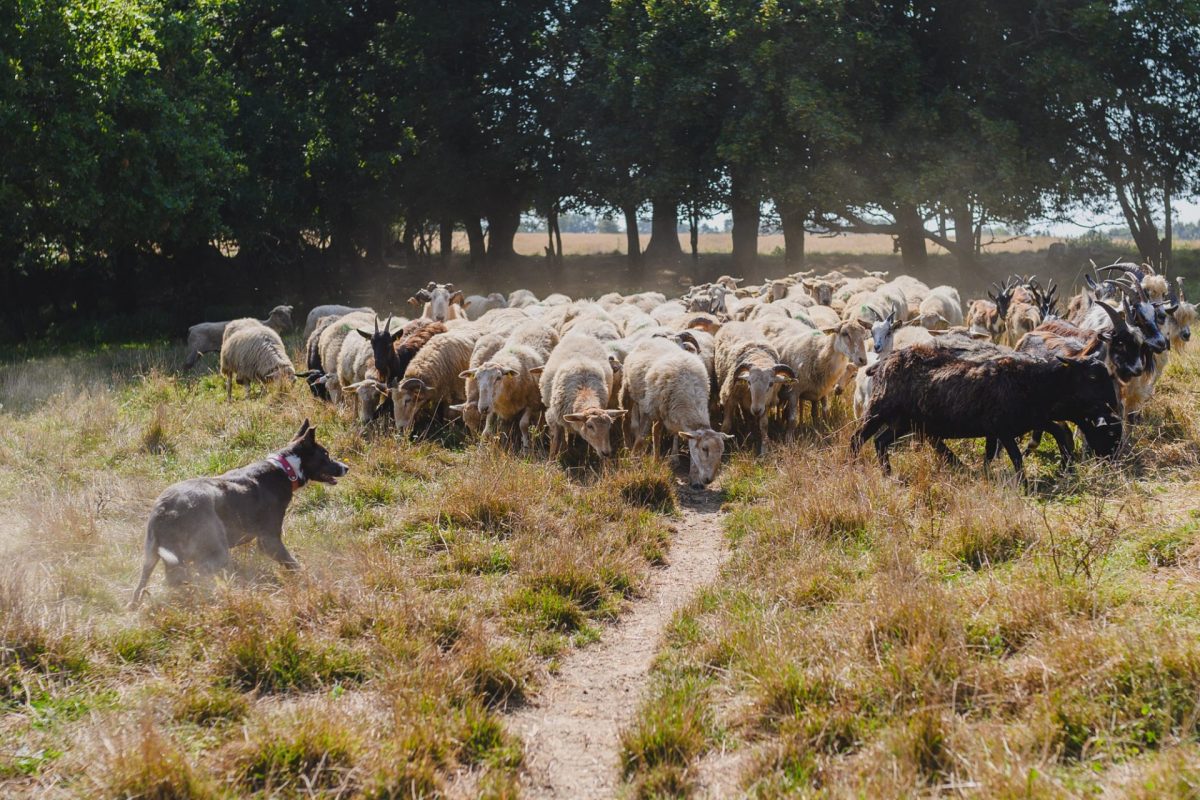 Visite ferme de la Chanceliere dressage canin