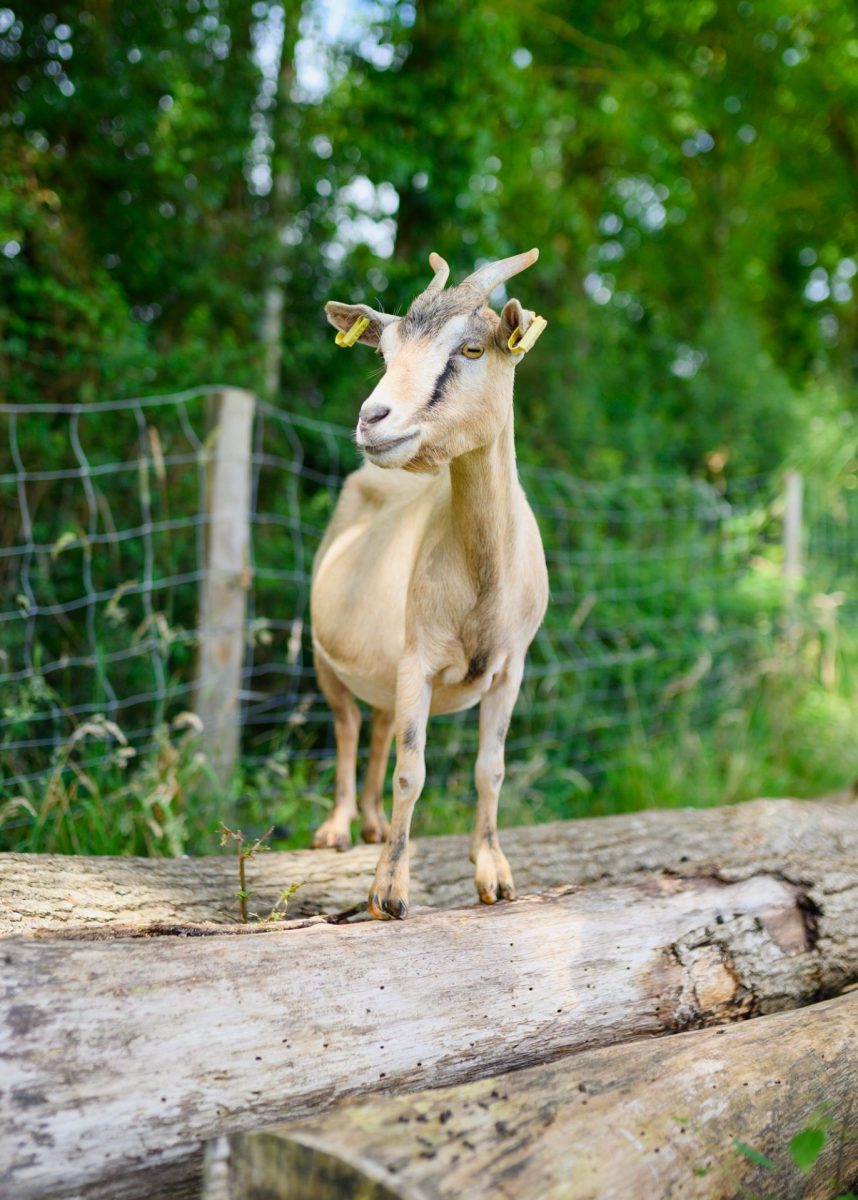 Visite à la ferme chèvre du Potager des Z'Animaux