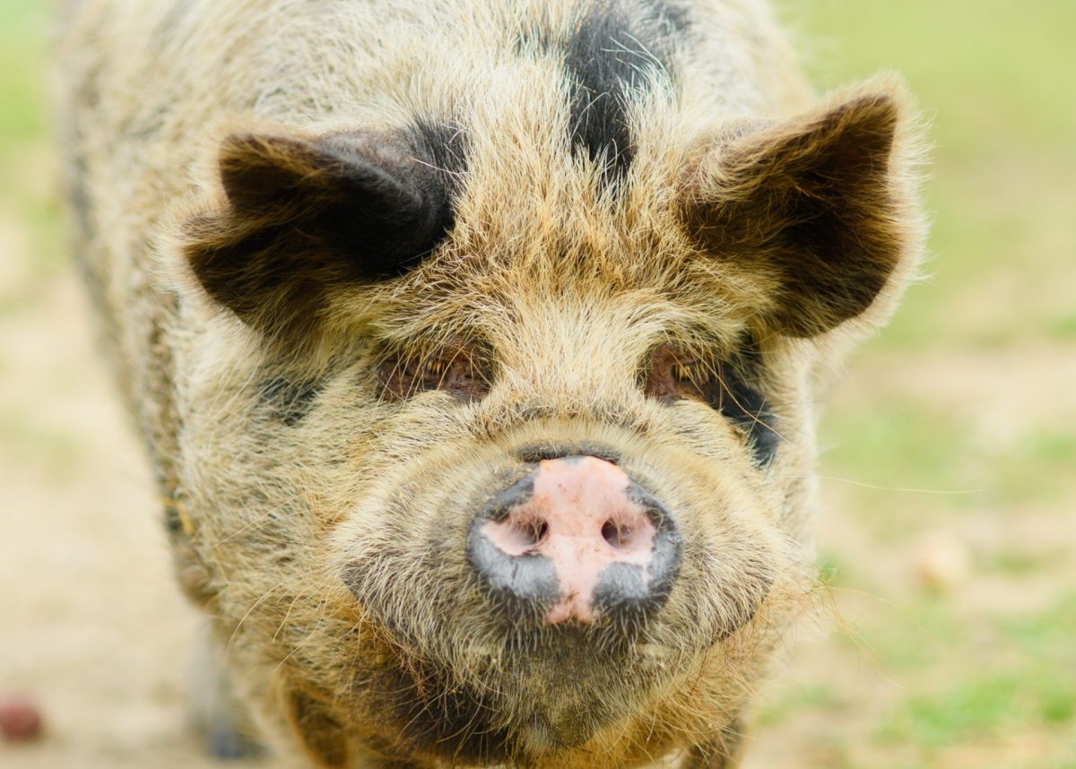 Visite à la ferme cochon du Potager des Z'Animaux