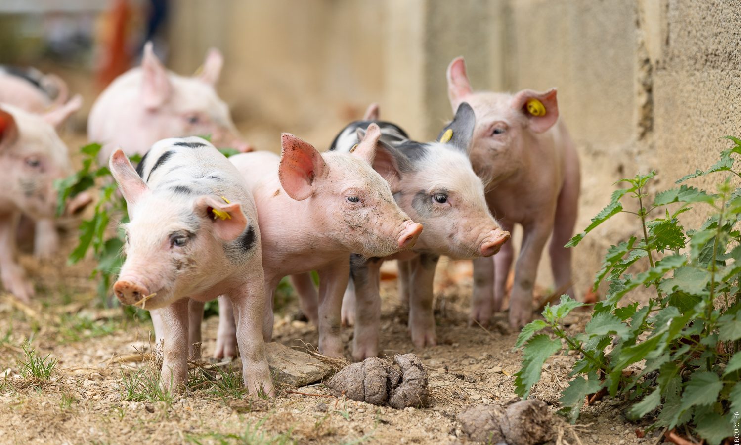 Visites à la ferme du grand bois cochons