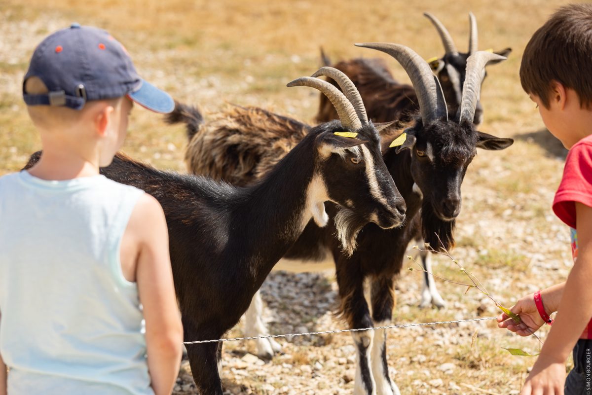 Visites à la ferme du grand bois avec enfants