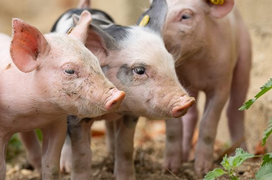 Top 5 des visites à la ferme pour être copains comme cochons