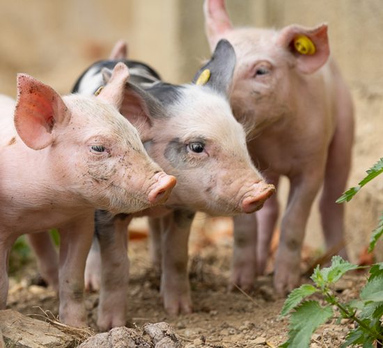 Top 4 des visites à la ferme pour être copains comme cochons
