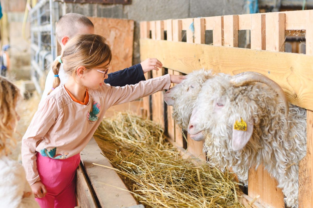 Câlins aux chèvres angora Mohair des Quatre Saisons à St Julien des Landes