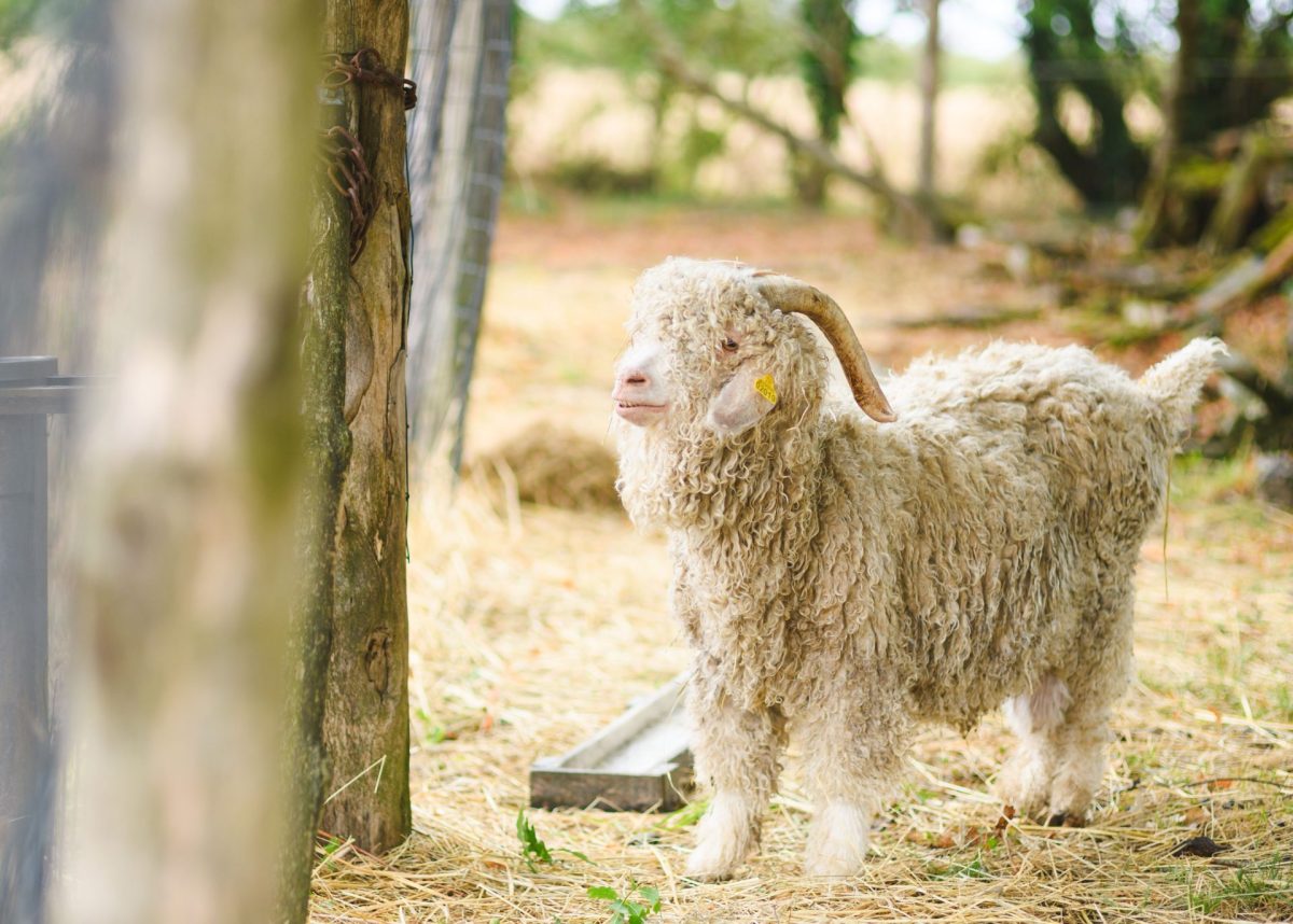 Le bouc "Romain" de Mohair des Quatre Saisons à St Julien des Landes