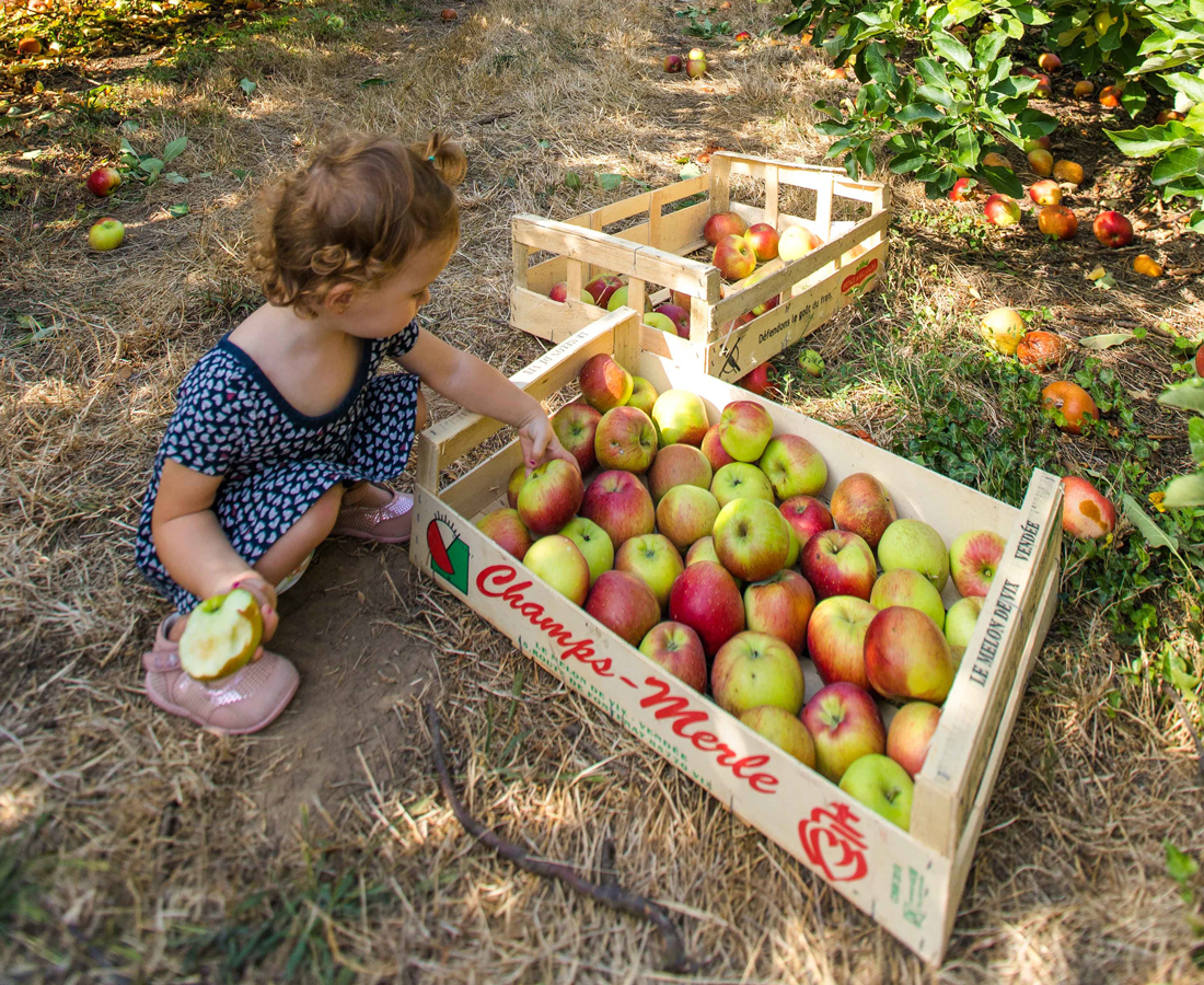 top 7 bêtises famille chiper des pommes