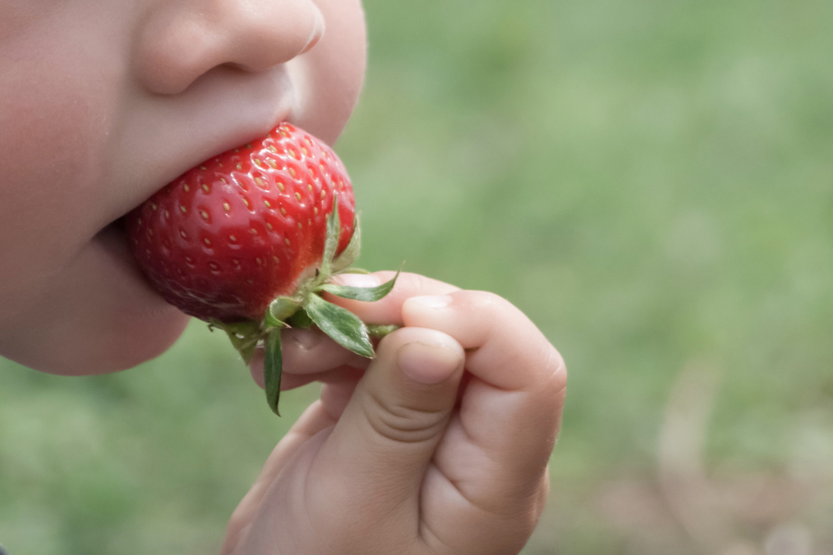 top 7 bêtises famille chiper des fraises