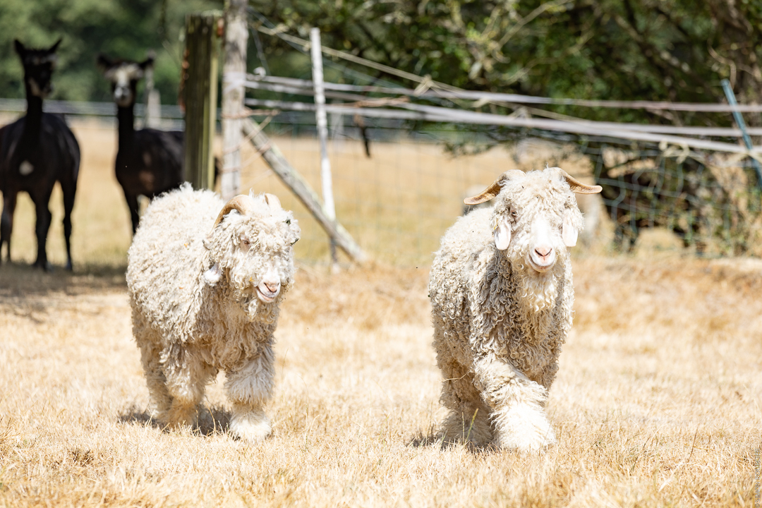 Animaux à laine chez Myriam Noirot