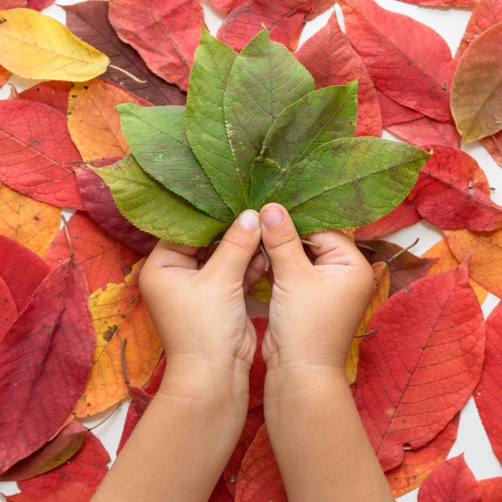 Enfant jouant avec des feuilles aux couleurs de l’automne
