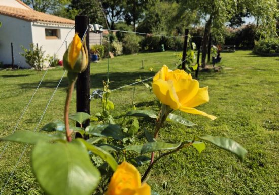 Gîte du Haut des Vignes ***