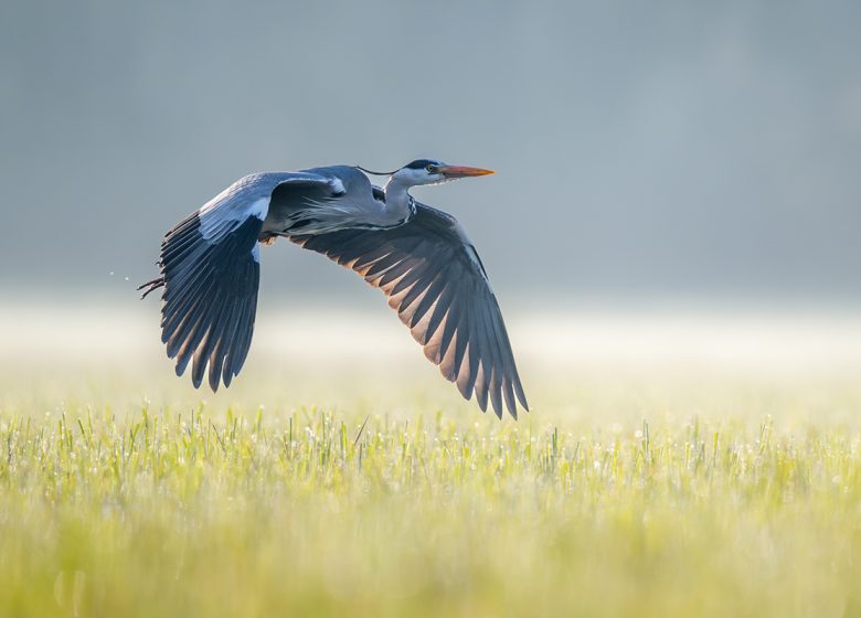 JAUNAY’SCAPADEN – ENTDECKUNG DER VÖGEL