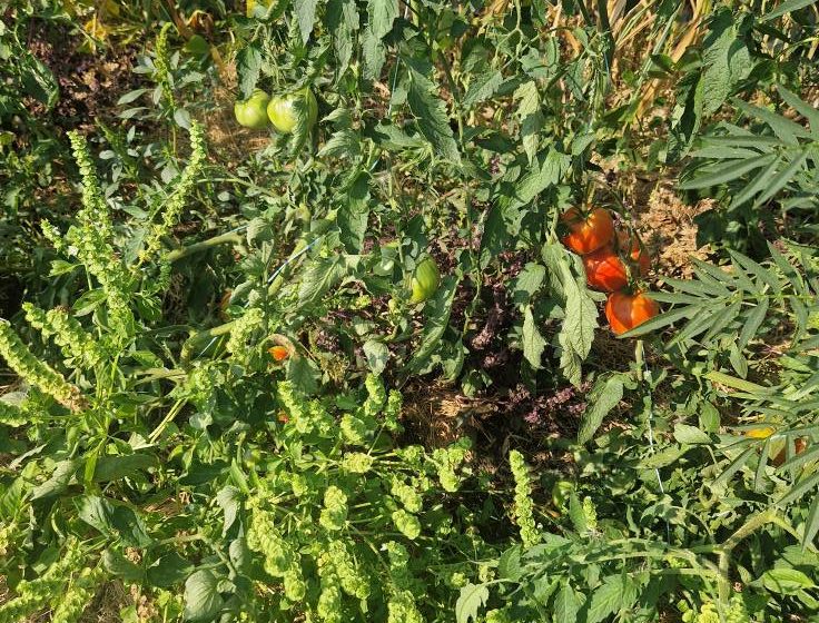 Vente de Plants Bio de la Pépinière Essaimeuse