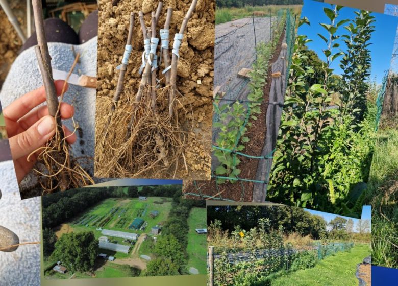 Vente de Plants Bio de la Pépinière Essaimeuse