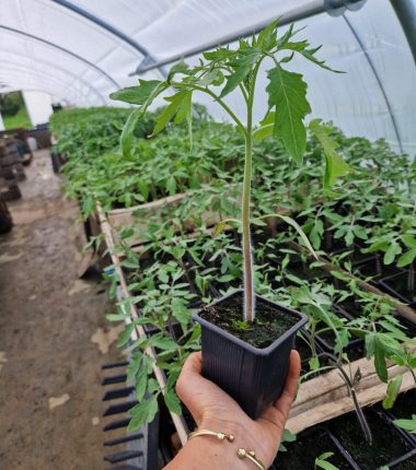 Vente de Plants Bio de la Pépinière Essaimeuse