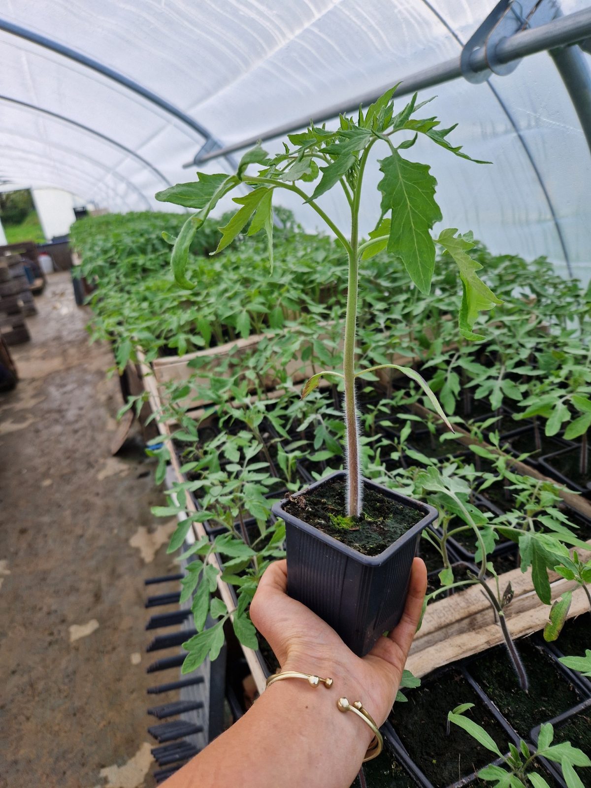 Vente de Plants Bio de la Pépinière Essaimeuse