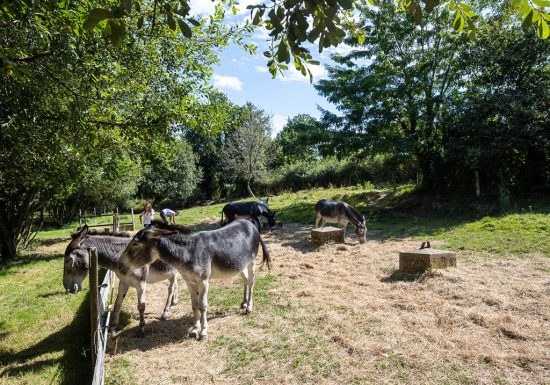 Au Tour des Ânes