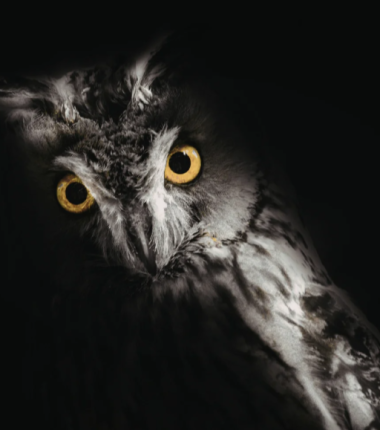 Balade nature – Monde de la Nuit