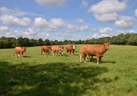 LE POTAGER DU CHÂTEAU