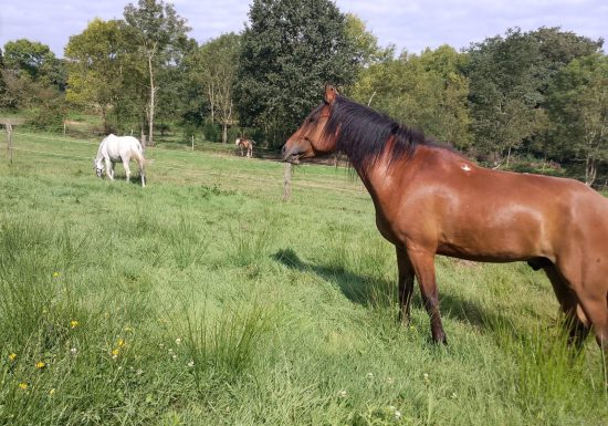 Domaine de La Thibaudière