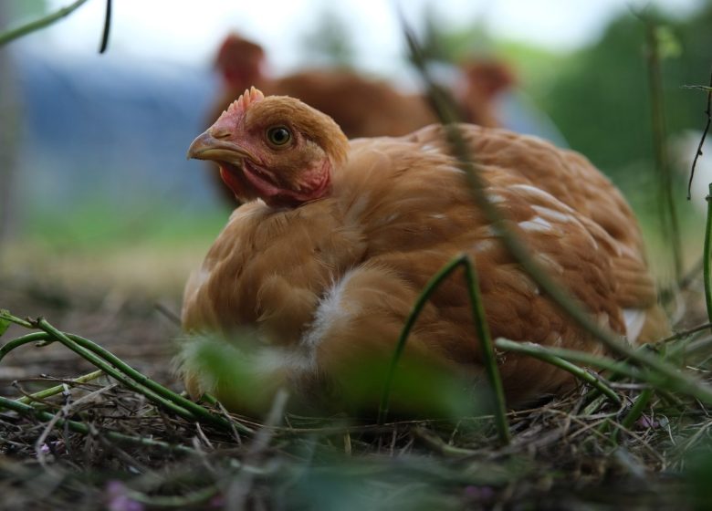 FERME DES PETITES PLUMES