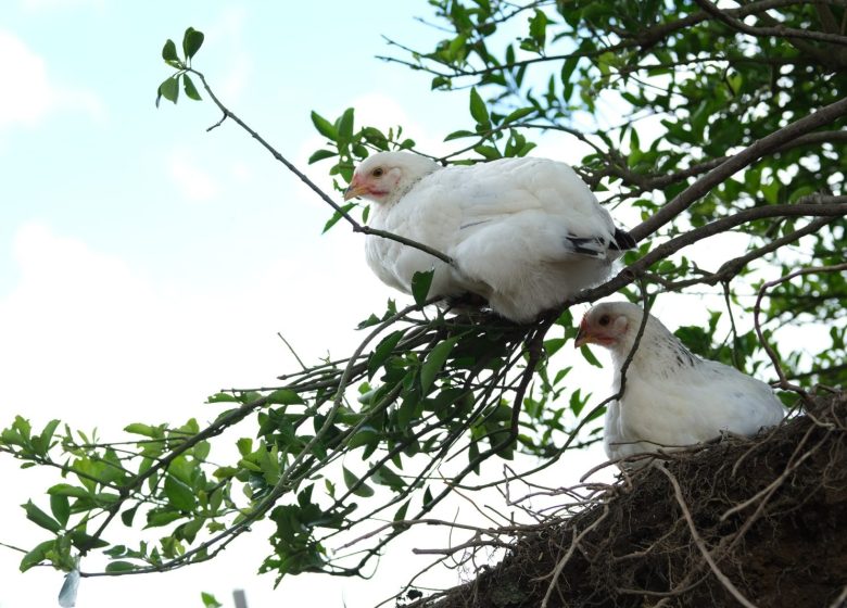 FERME DES PETITES PLUMES