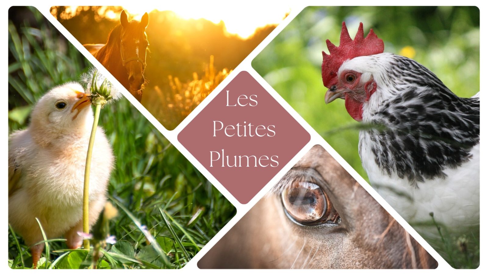 FERME DES PETITES PLUMES