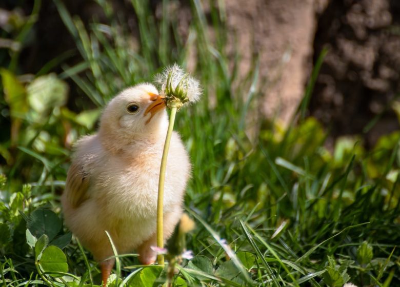 LITTLE FEATHERS FARM