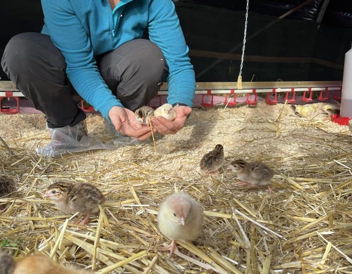 KLEINE VEREN BOERDERIJ