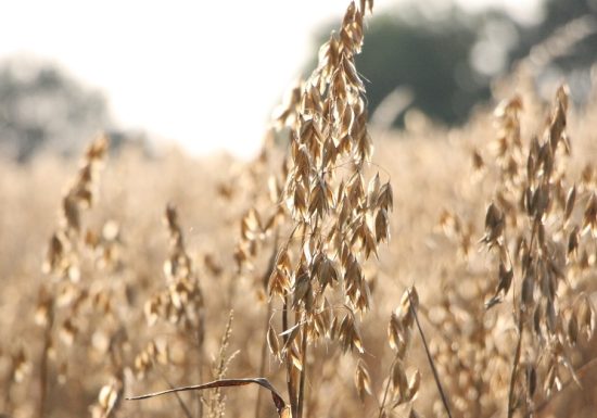 LA FERME DU PETIT GRAIN