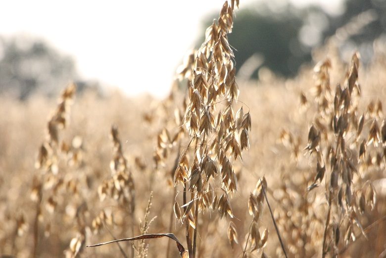 THE PETIT GRAIN FARM